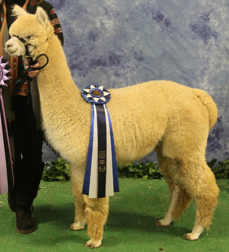 Alpaca Conformation Judging