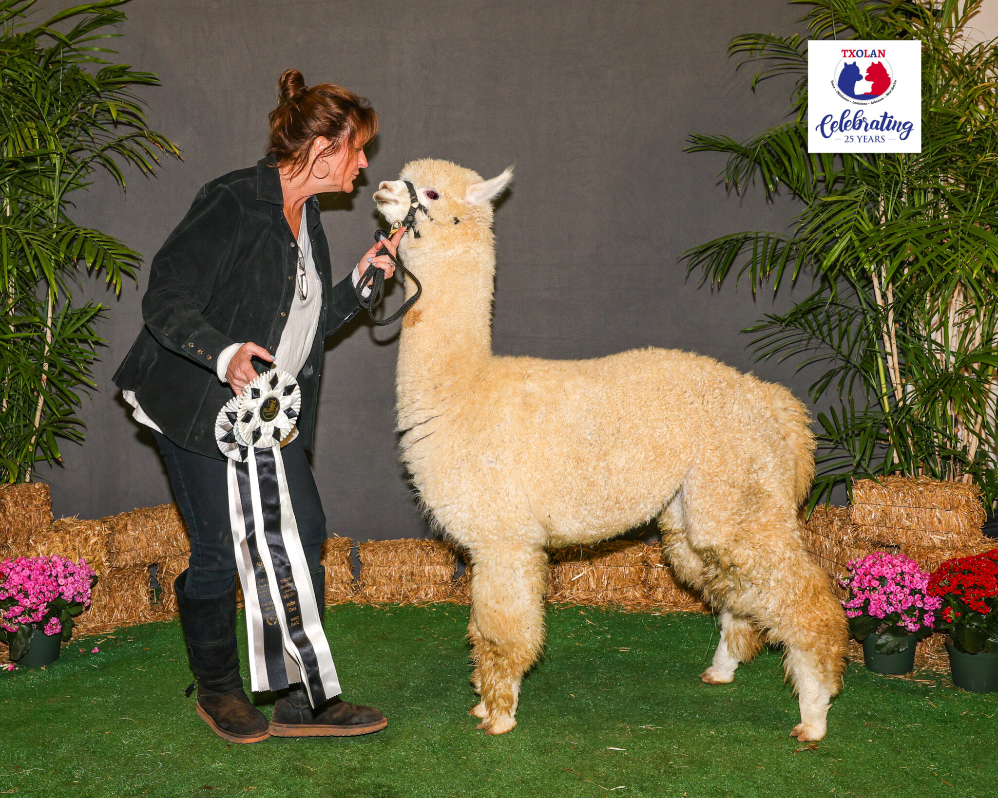 Alpaca Halter Show