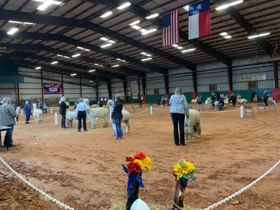 Walking Fleece Judging