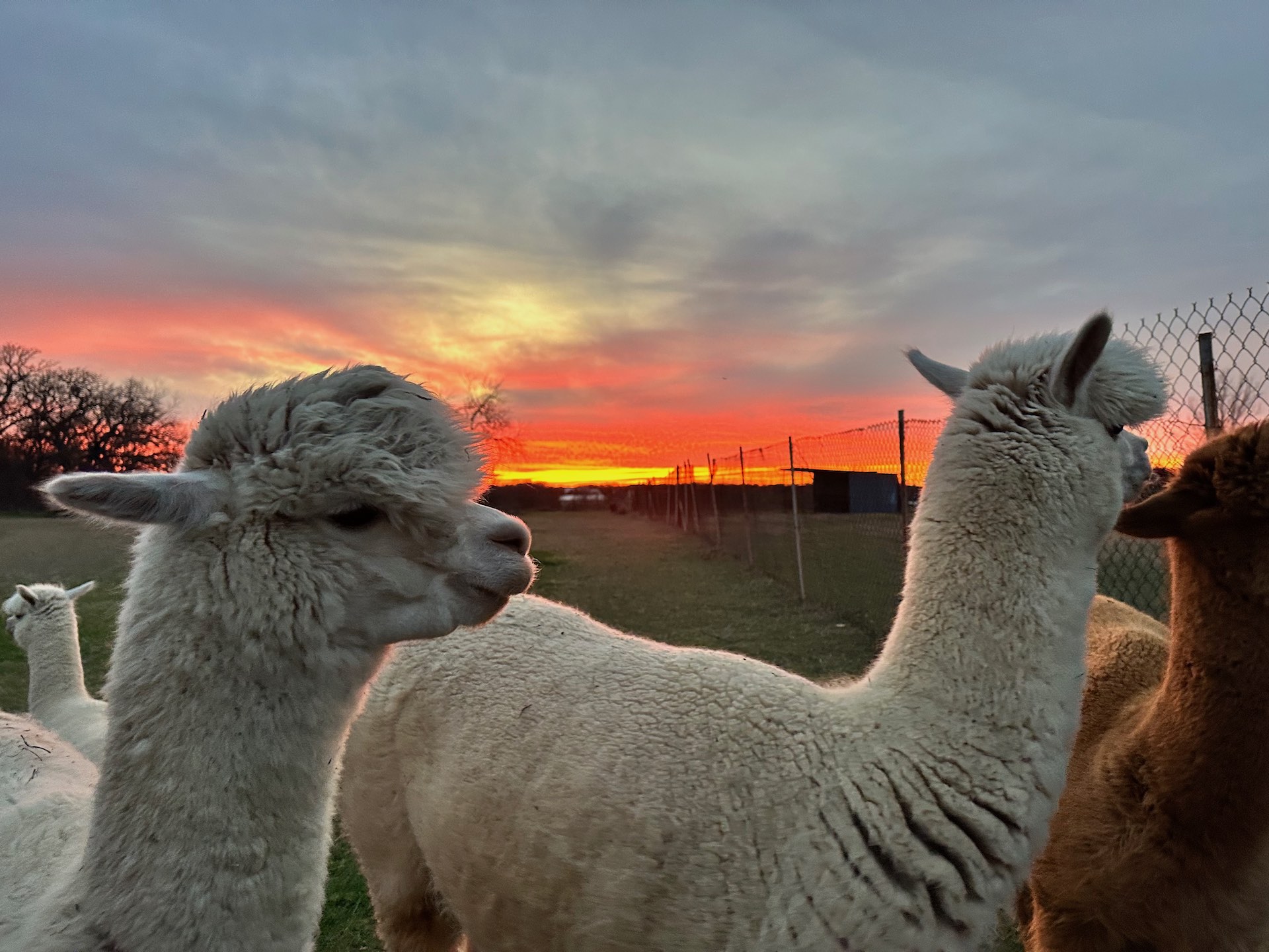 Alpacas at sunset